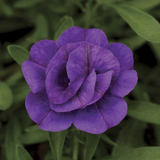 Calibrachoa 'Minifamous Double Dark Blue'