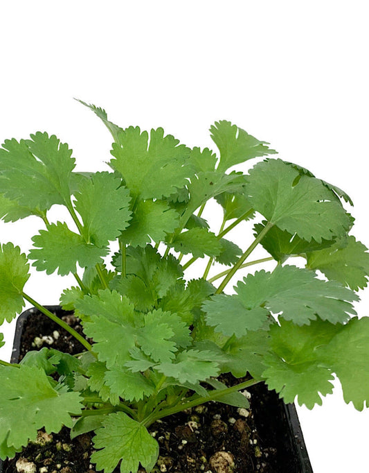 Cilantro 'Santo' - The Garden Corner