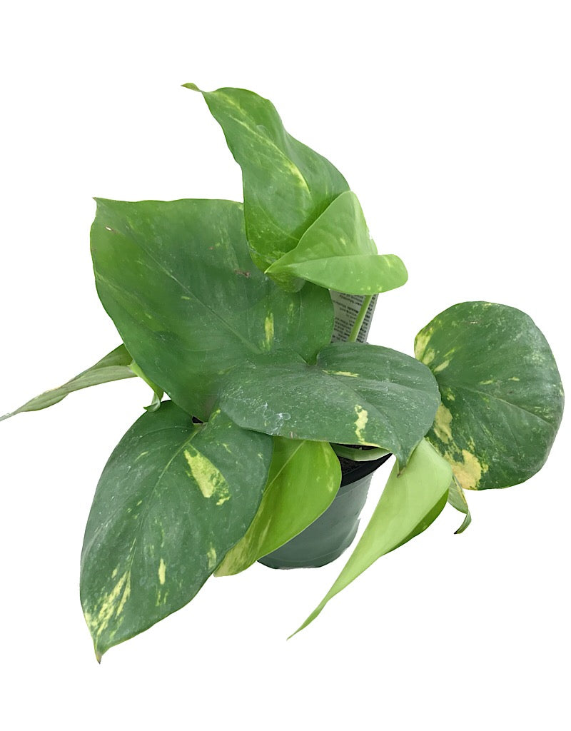 Epipremnum 'Golden' (Pothos)