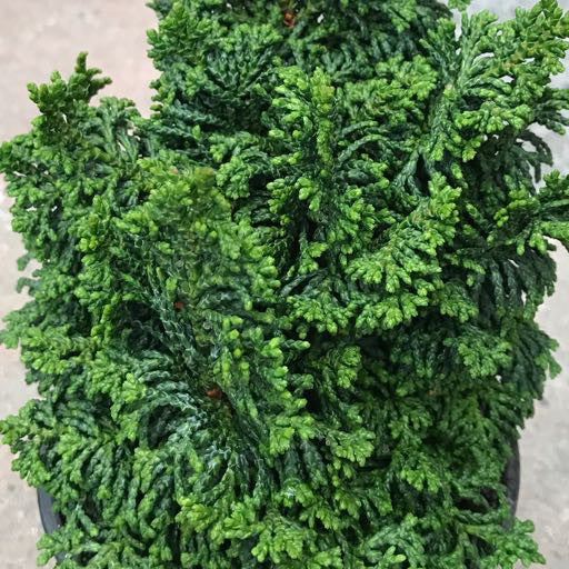 Chamaecyparis obtusa 'Gemstone'- 4 inch