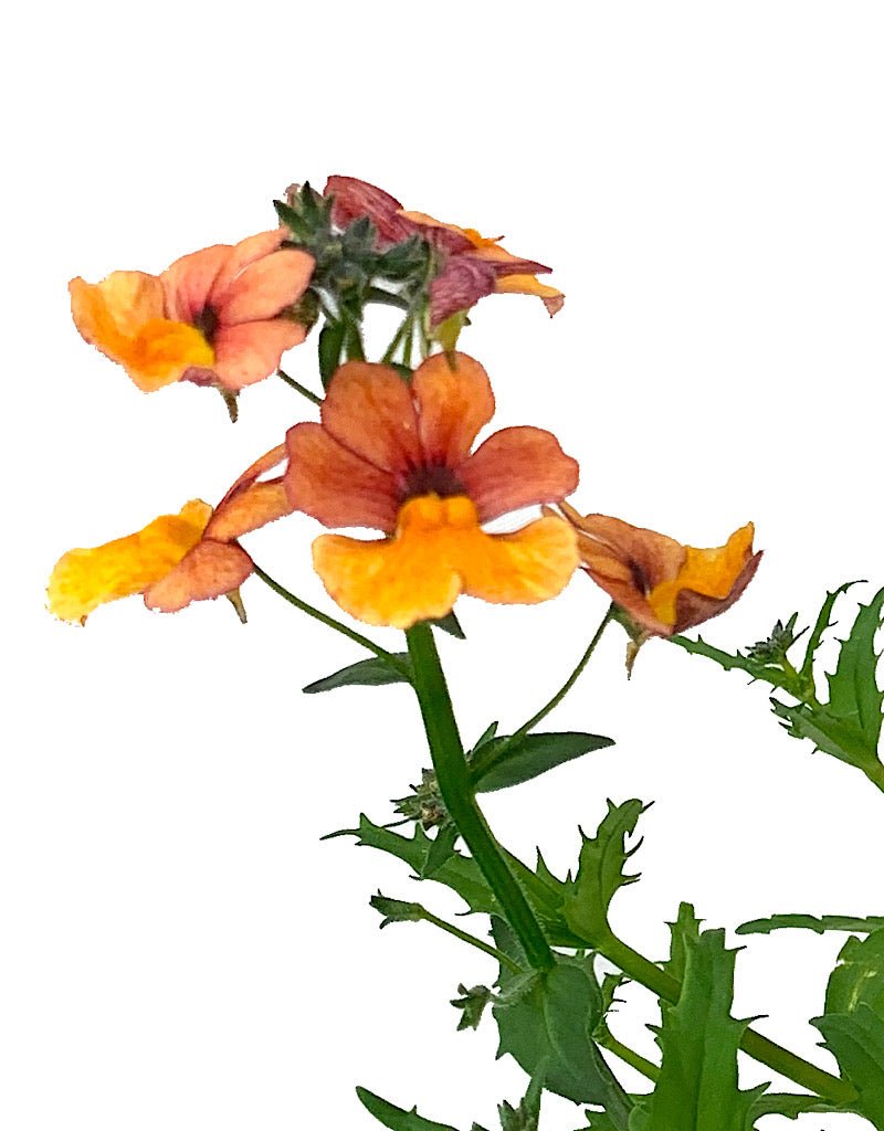 Nemesia 'Sunsatia Blood Orange' - The Garden Corner
