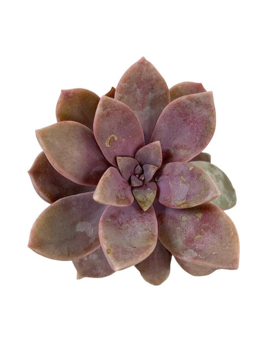 Graptopetalum pentandrum superbum - The Garden Corner
