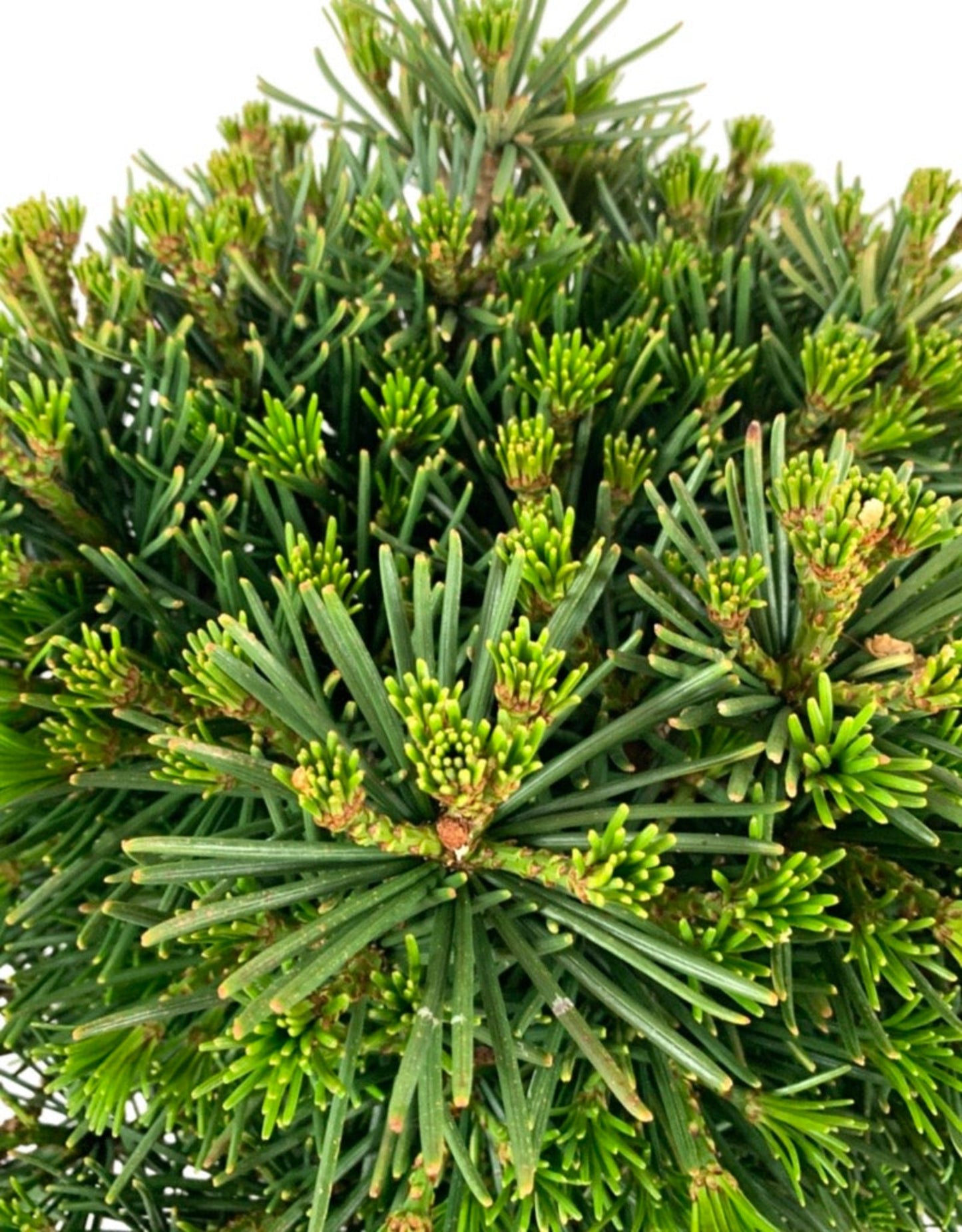 Sciadopitys verticillata 'Picola' - The Garden Corner