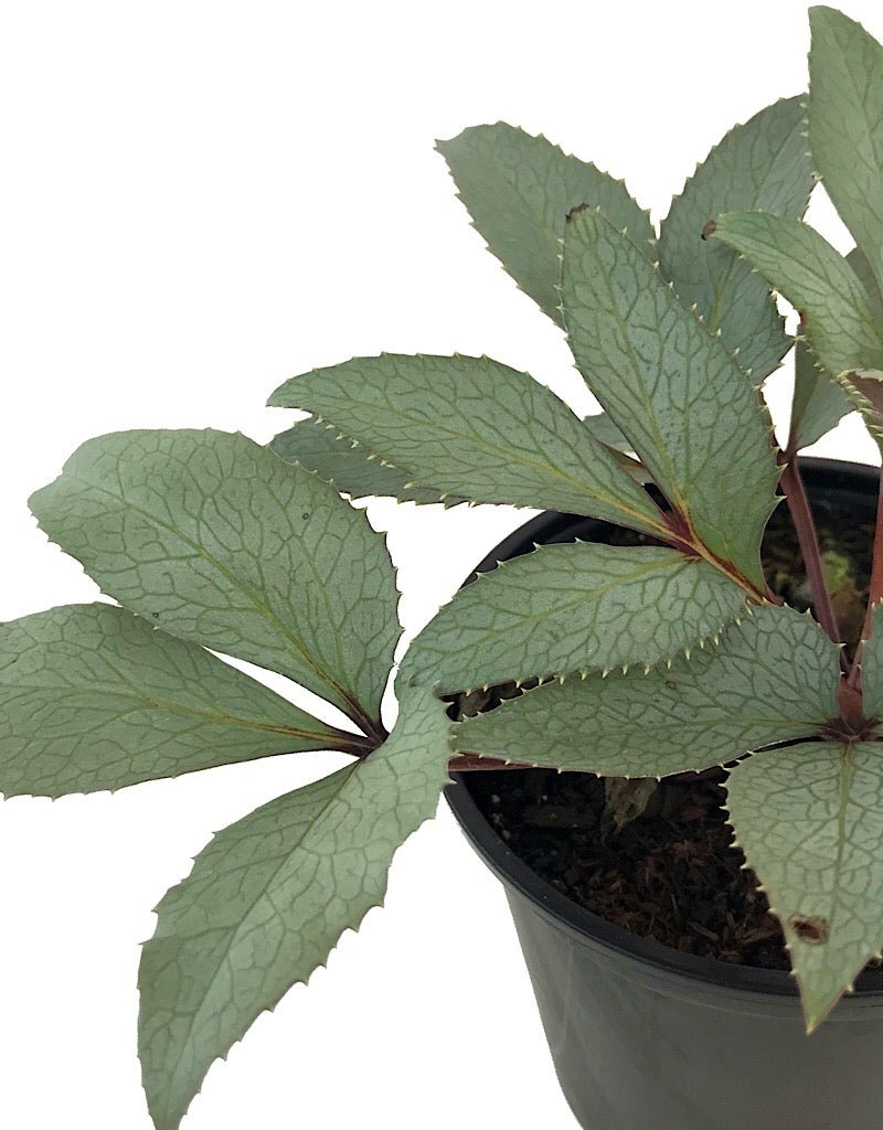 Helleborus 'Silver Veil' - The Garden Corner