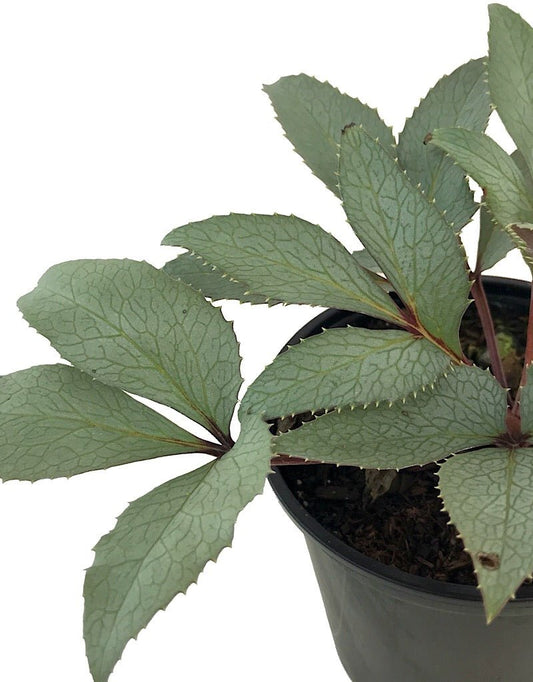 Helleborus 'Silver Veil' - The Garden Corner