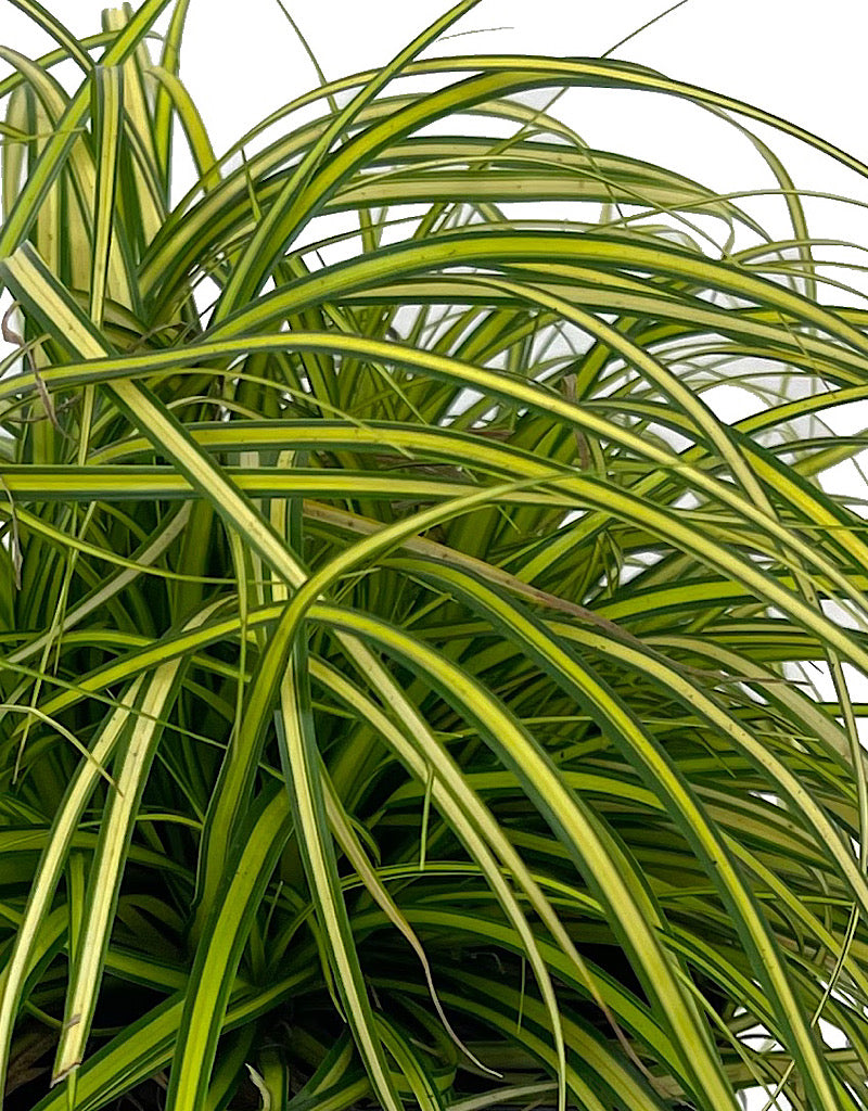 Carex oshimensis 'EverColor Eversheen' 1 Gallon