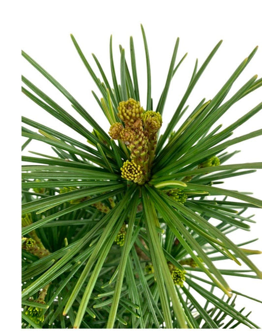 Sciadopitys verticillata 'Joe Kozey' - The Garden Corner