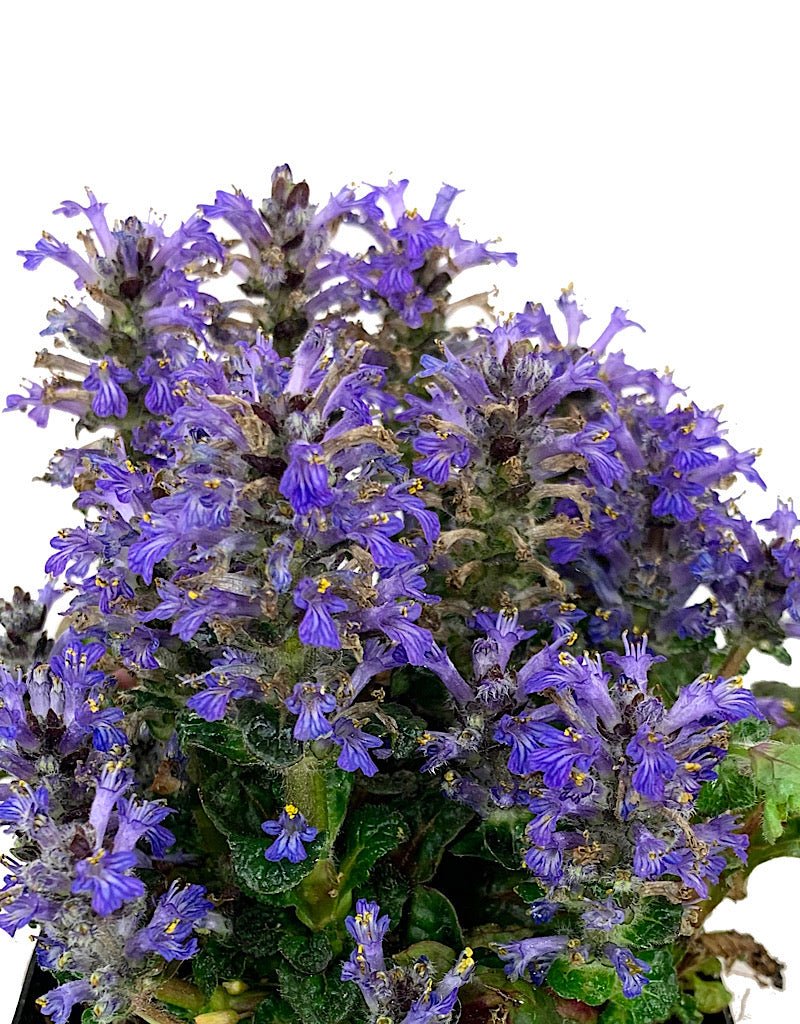 Ajuga reptans 'Metallica Crispa' 4 Inch - The Garden Corner