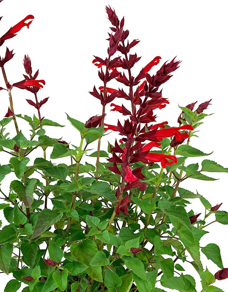 Salvia 'Roman Red' 1 Gallon - The Garden Corner