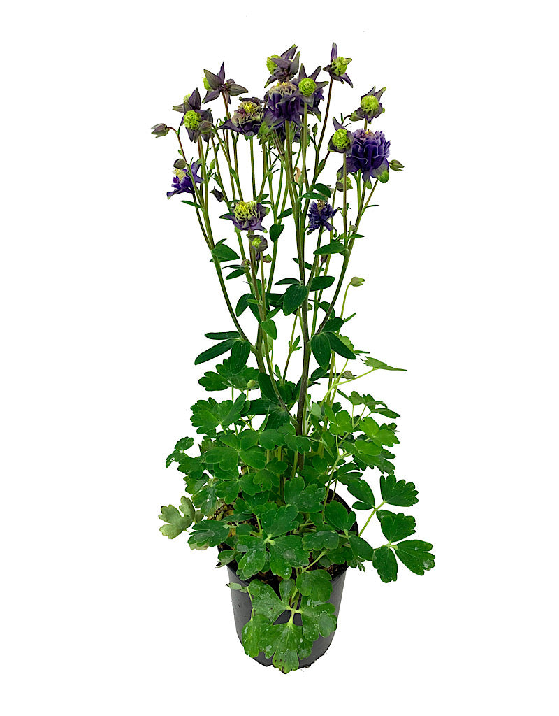 Aquilegia caerulea €˜Winky Purple White Quart