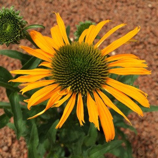 Echinacea 'Now Cheesier' 1 gal