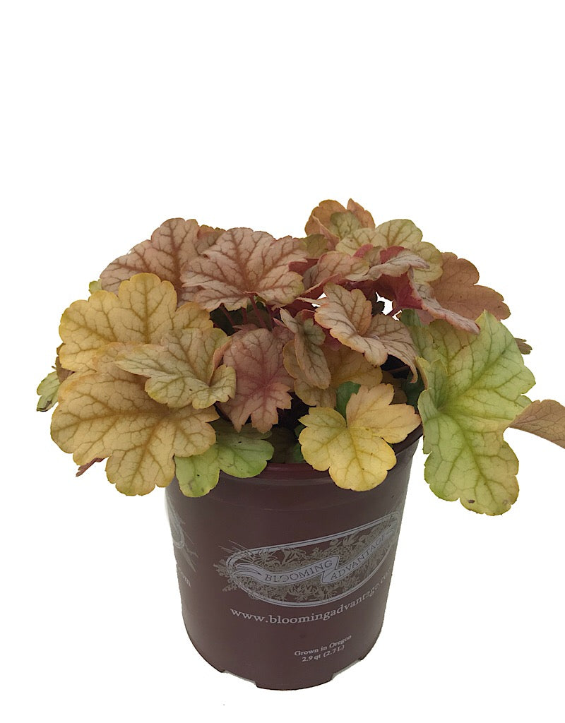Heuchera 'Topaz Jazz' 1 Gallon