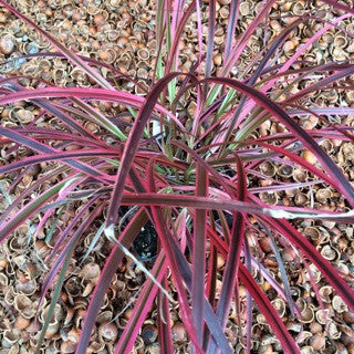 Pennisetum 'Fireworks' 1 gal