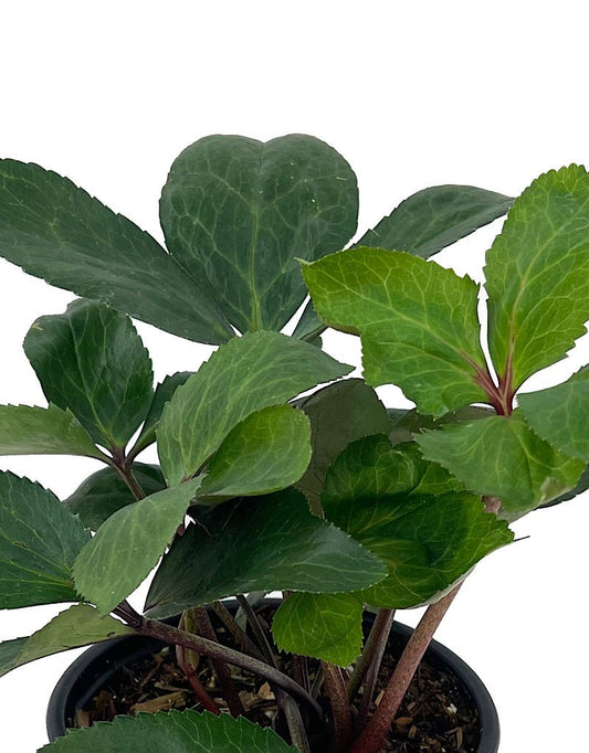 Helleborus Ice N Roses Nightingale 1 Gallon - The Garden Corner