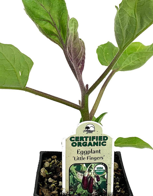 Eggplant 'Little Fingers' 4 inch - The Garden Corner