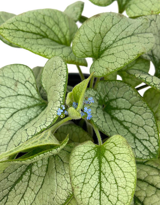 Brunnera macrophylla 'Alchemy Silver' 1 Gallon - The Garden Corner