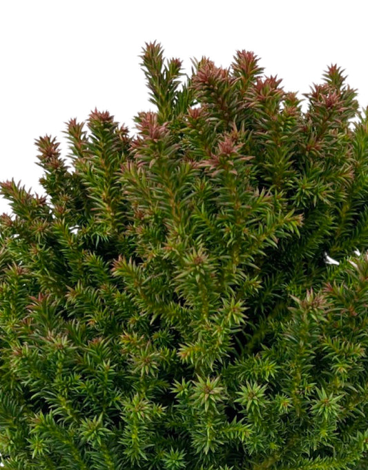 Cryptomeria japonica 'Birodo' 6 Inch - The Garden Corner