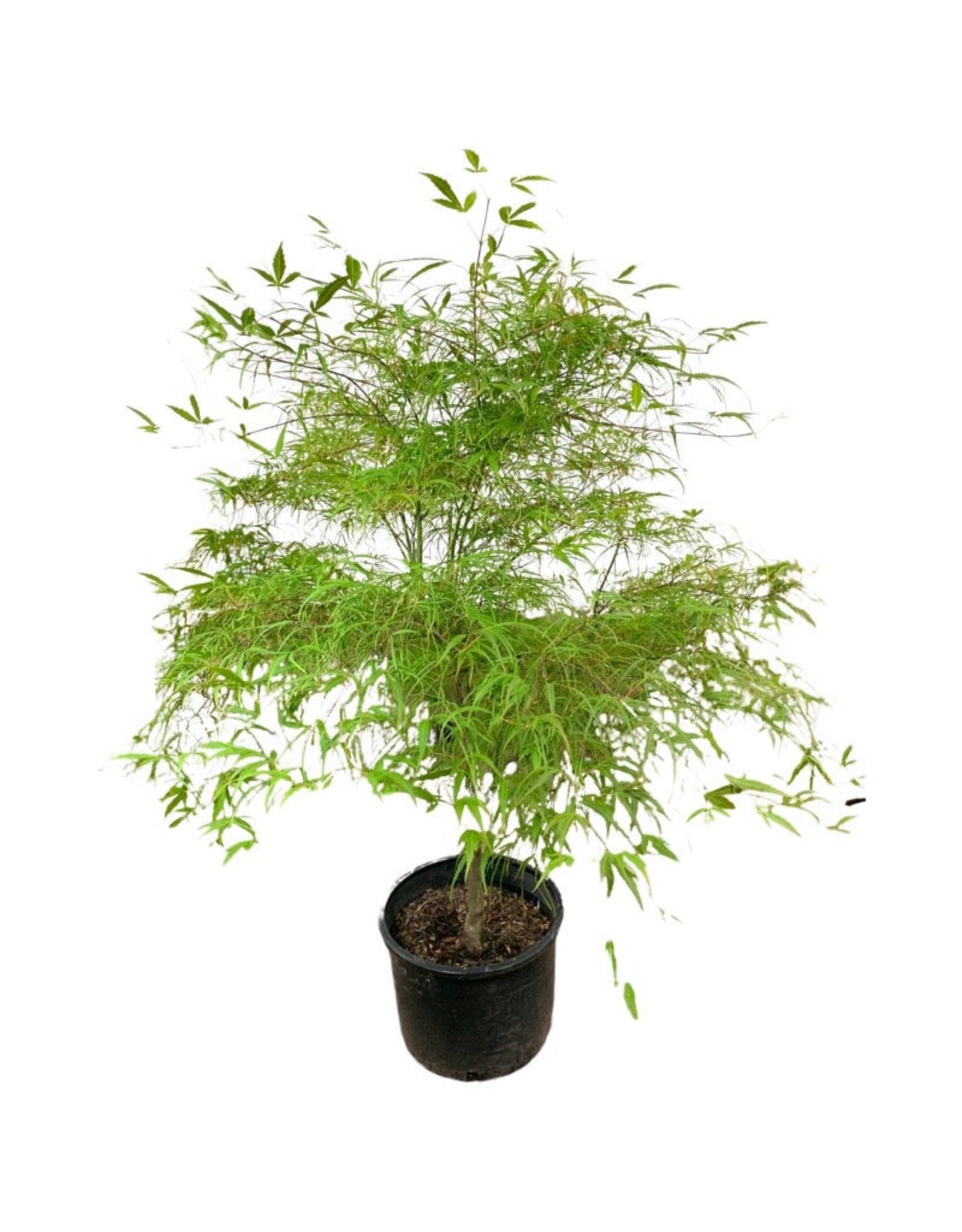 house plant that looks like maple leaf Acer palmatum 'Koto-no-Ito' – The Garden Corner