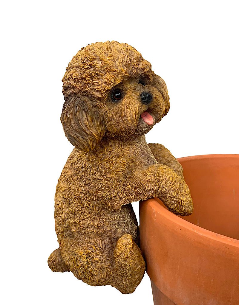 Hang on Cockapoo - The Garden Corner