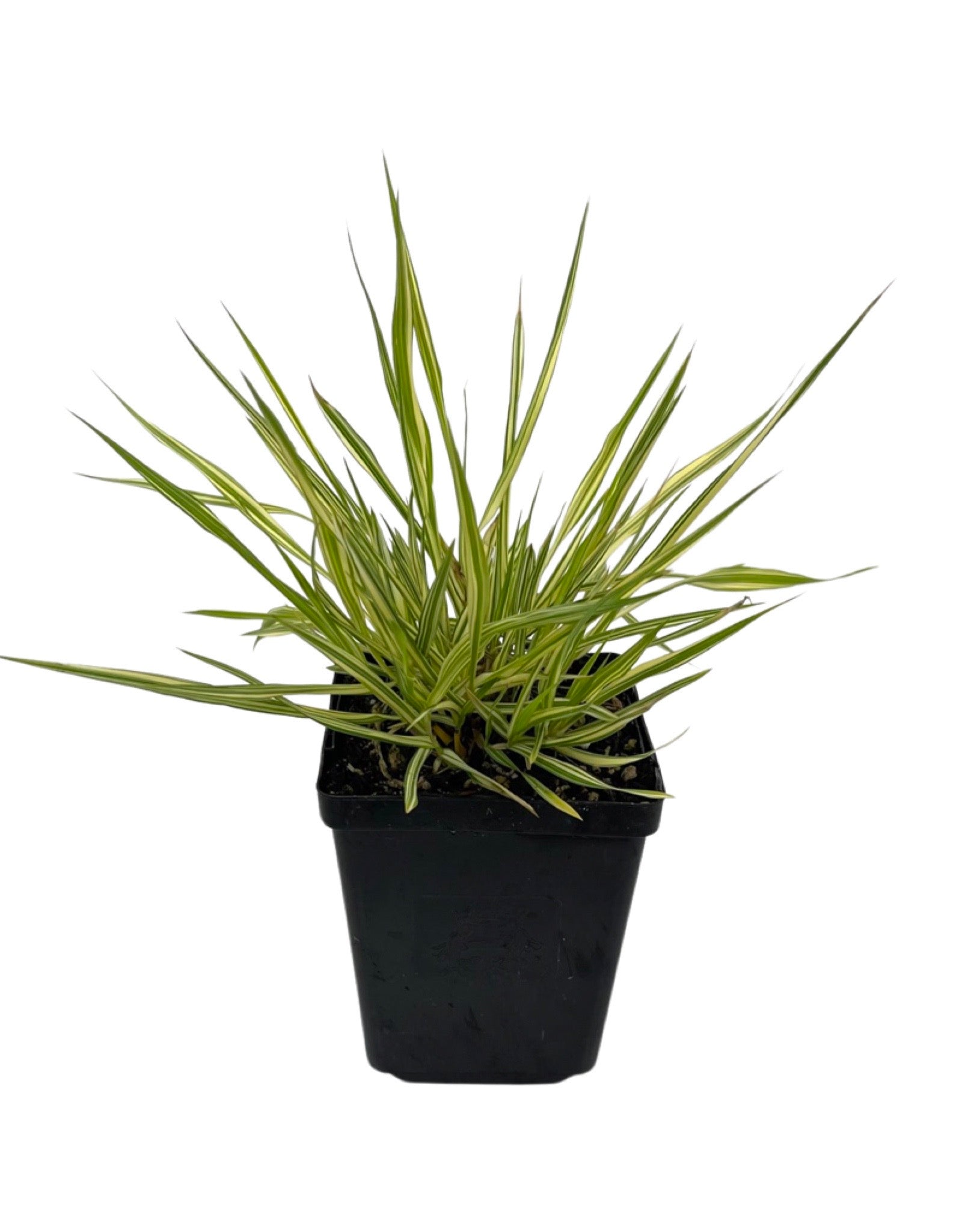 Molinia caerulea 'Variegata' – The Garden Corner