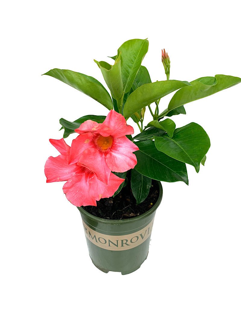 Mandevilla 'Coral Pink' - The Garden Corner