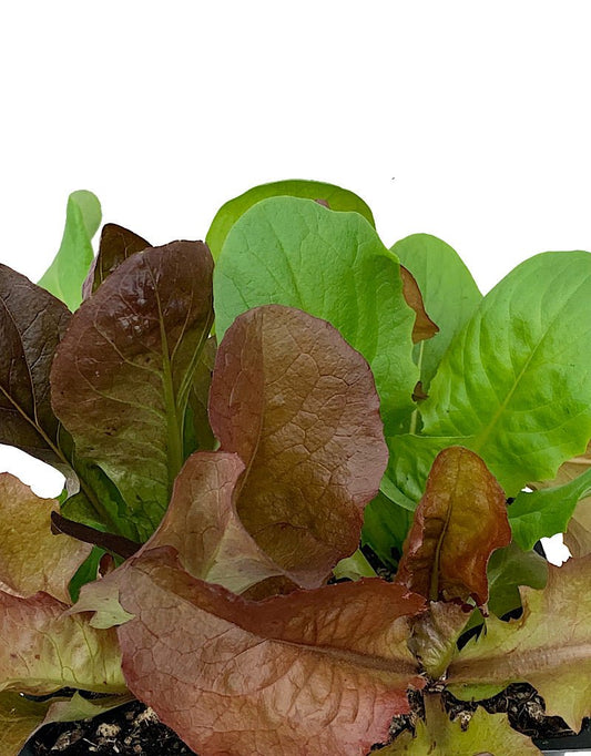 Lettuce 'Gourmet Mix' Traypack - The Garden Corner