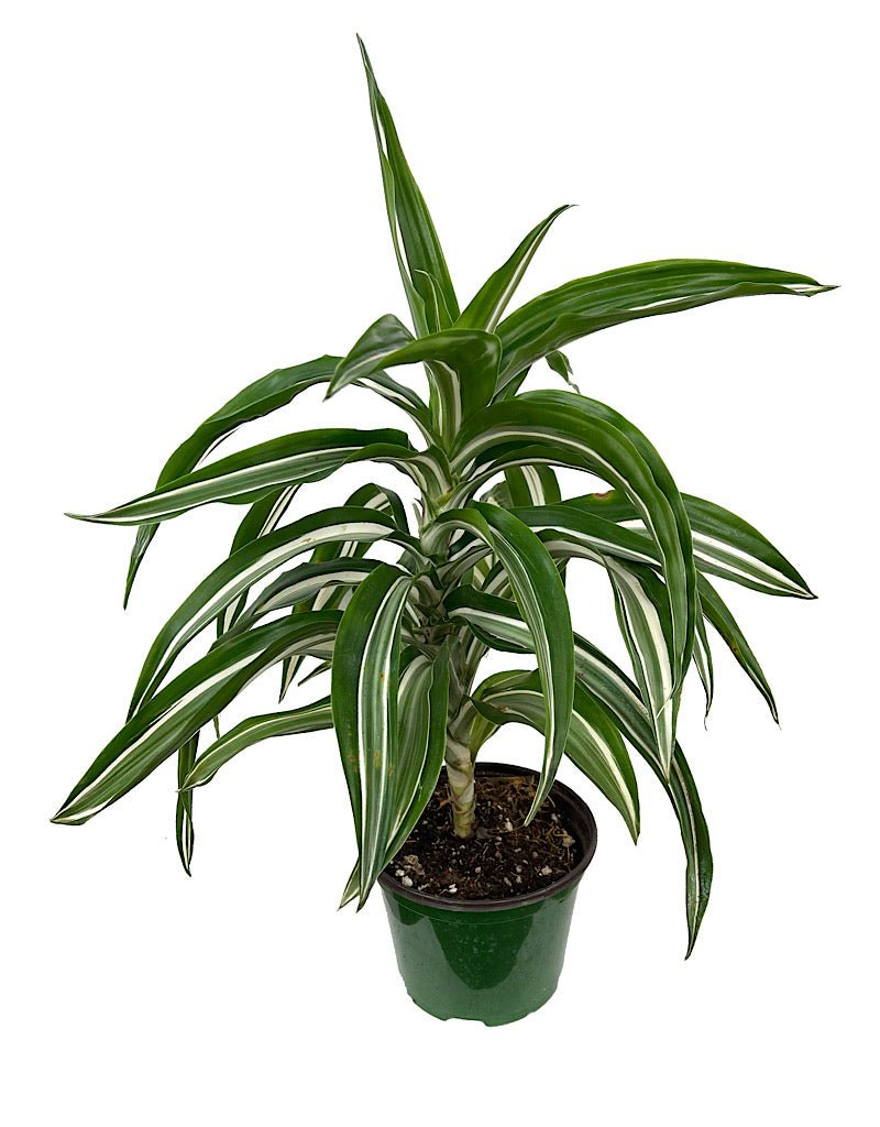 Dracaena fragrans 'Jade Jewel' 6 Inch - The Garden Corner
