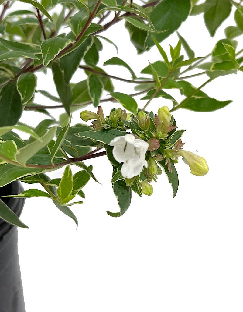 Abelia x grandiflora 'Lucky Lots' 1 Gallon - The Garden Corner