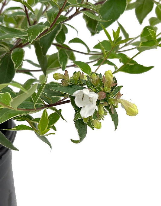 Abelia x grandiflora 'Lucky Lots' 1 Gallon - The Garden Corner