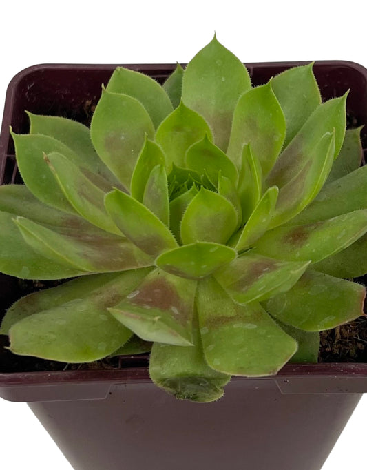Sempervivum 'Jubilee' 4 Inch - The Garden Corner
