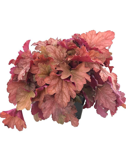 Heuchera 'Carnival Watermelon' - The Garden Corner
