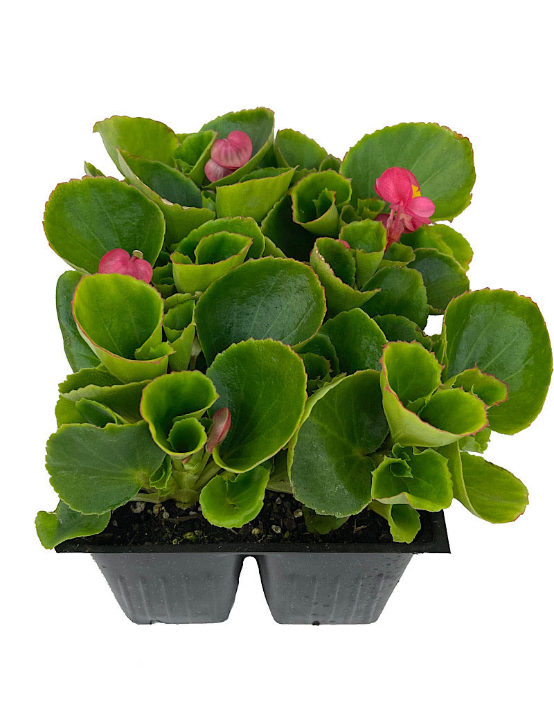 Begonia 'Ambassador Rose'
