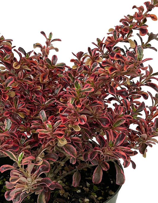 Coprosma 'Rainbow Surprise' Quart - The Garden Corner