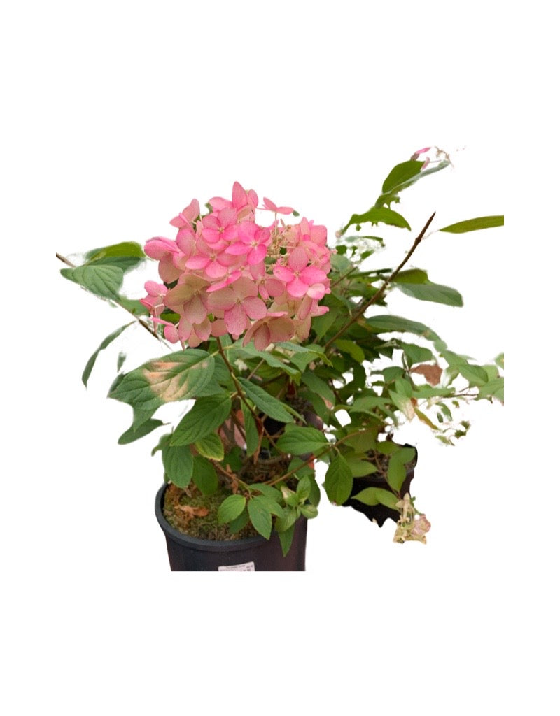Hydrangea paniculata 'Skyfall'