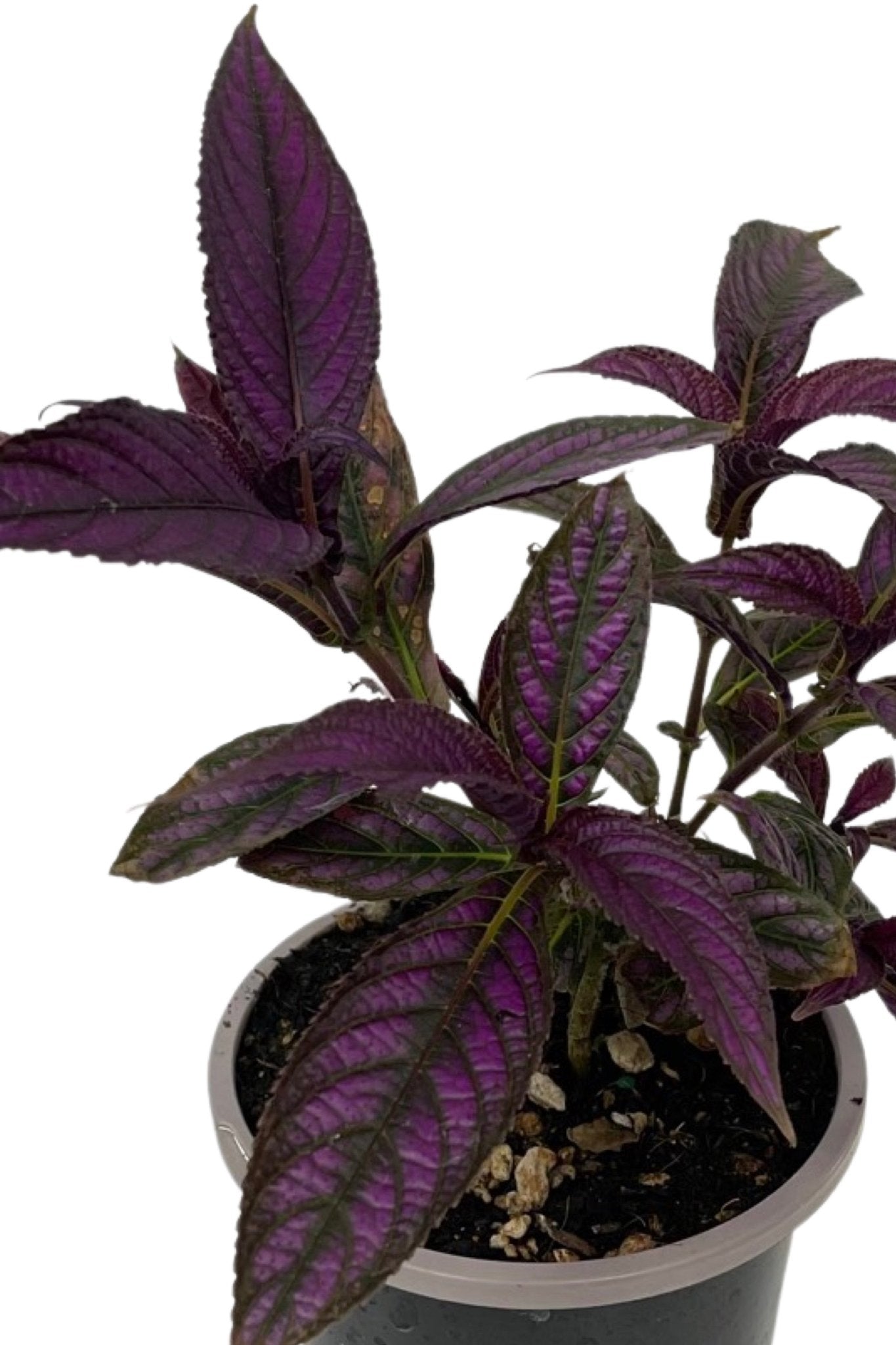 Strobilanthes dyerianus 'Persian Shield' 4 Inch - The Garden Corner