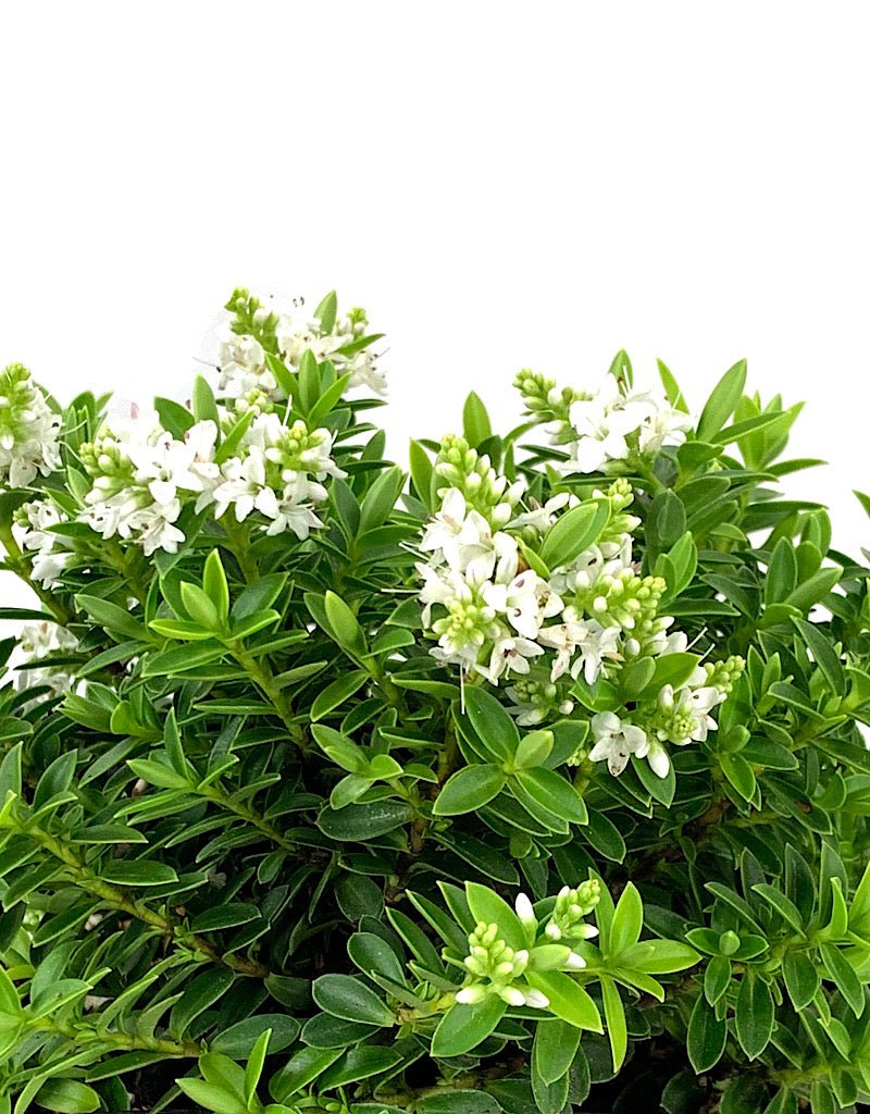 Hebe buxifolia - The Garden Corner