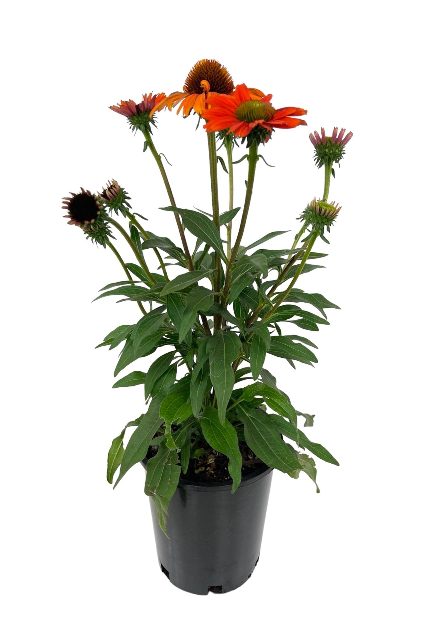 Echinacea 'Kismet Intense Orange' - The Garden Corner