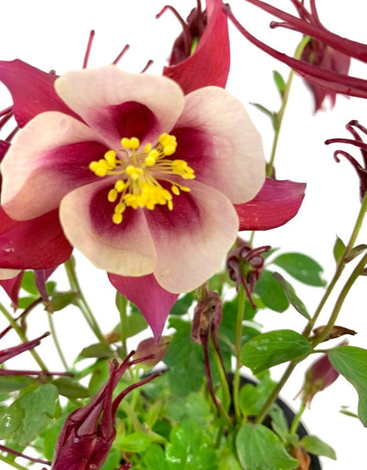 Aquilegia 'Winky Double Red/White' - The Garden Corner