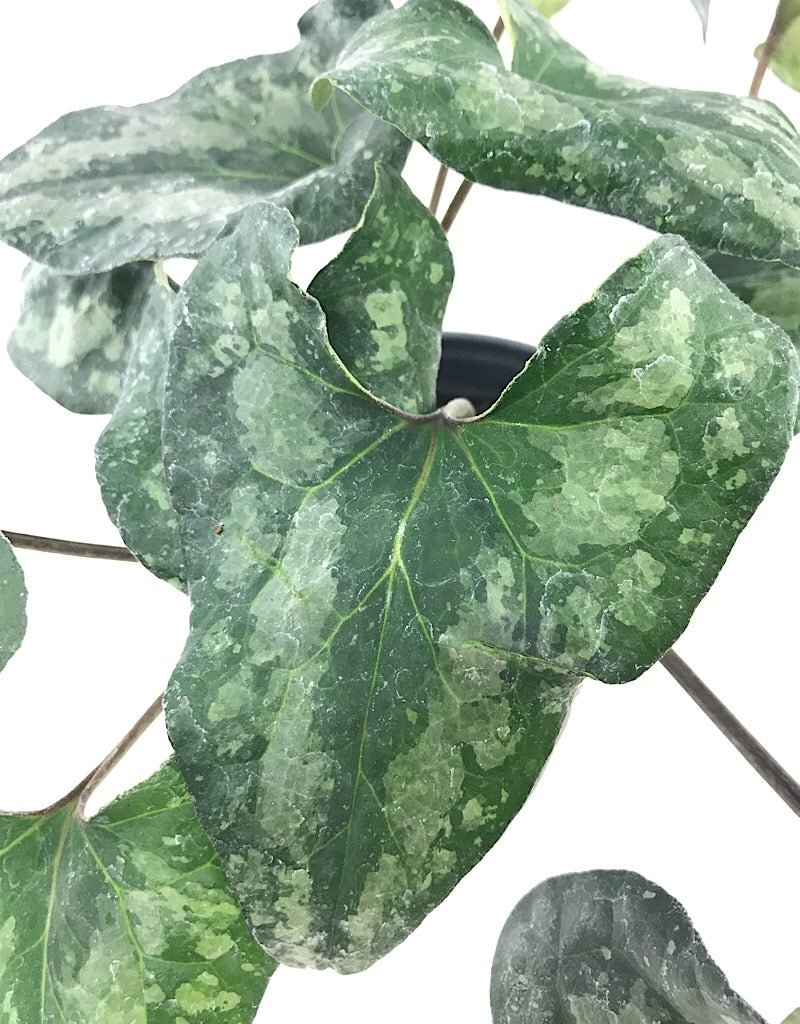 Asarum s. 'Quicksilver' Quart - The Garden Corner