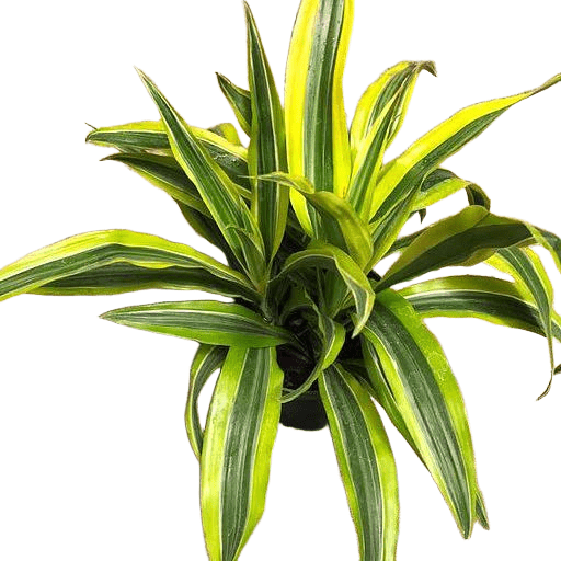 Dracaena deremensis 'Lemon Lime' - The Garden Corner