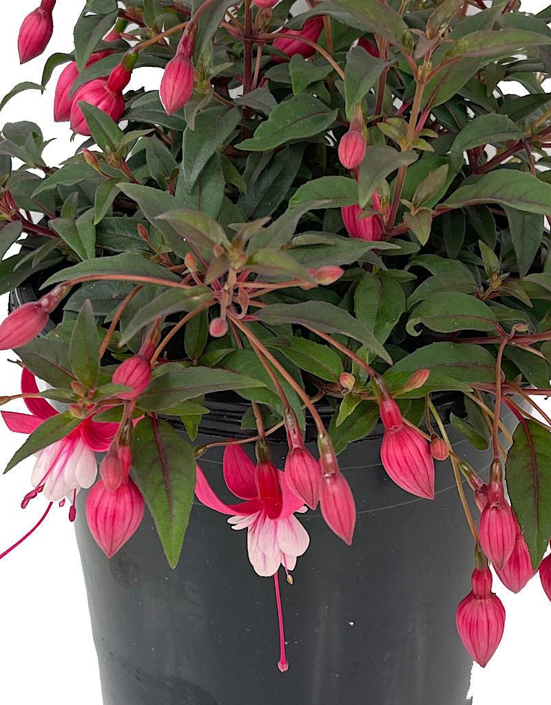 Fuchsia 'Alice Hoffman' 1 Gallon - The Garden Corner