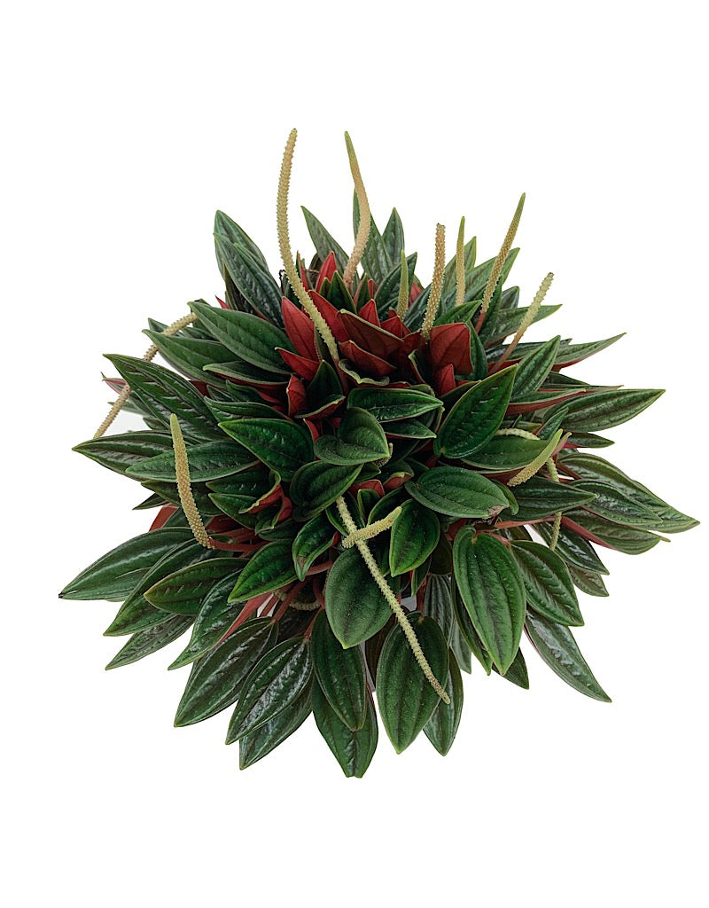 Peperomia caperata 'Rosso' 6 inch
