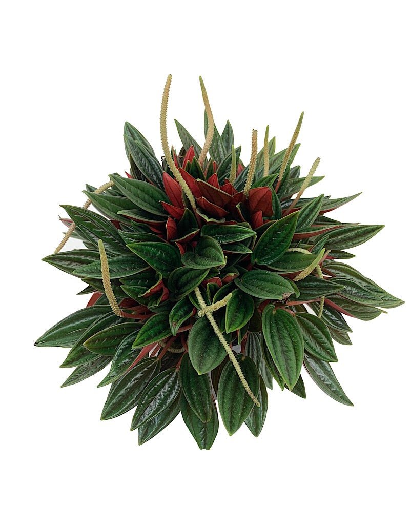 Peperomia caperata 'Rosso' 6 inch - The Garden Corner