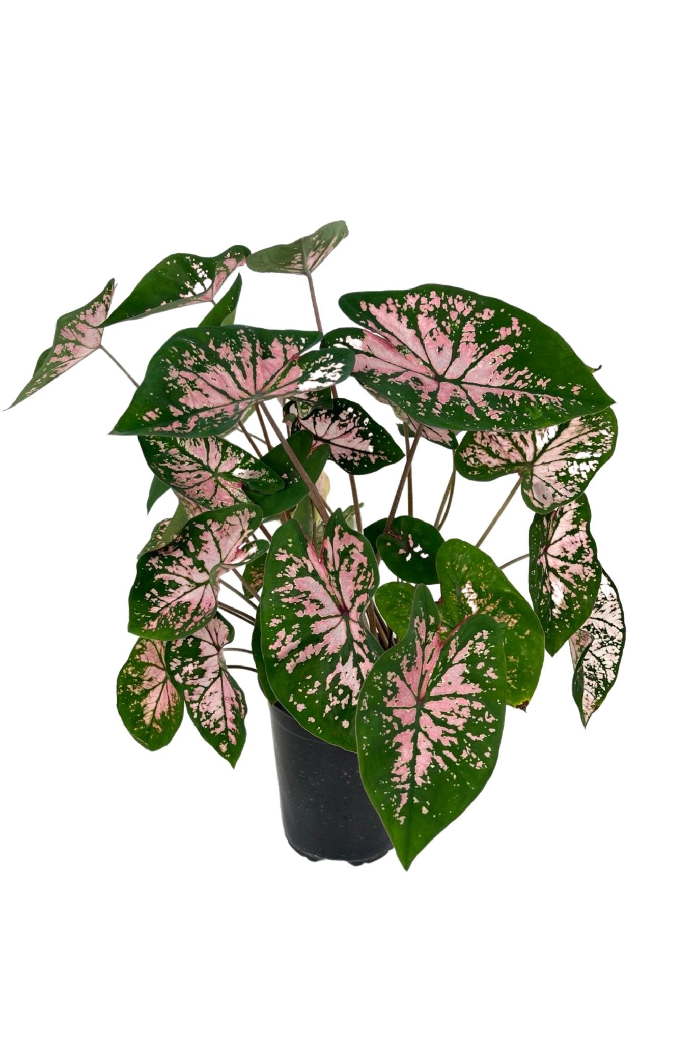 pink splash plant indoors Caladium 'Pink Splash' – The Garden Corner