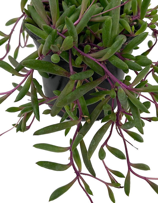 Othonna capensis €˜Ruby Necklace 4 Inch - The Garden Corner