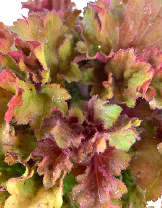 Heuchera 'Frilly' - The Garden Corner