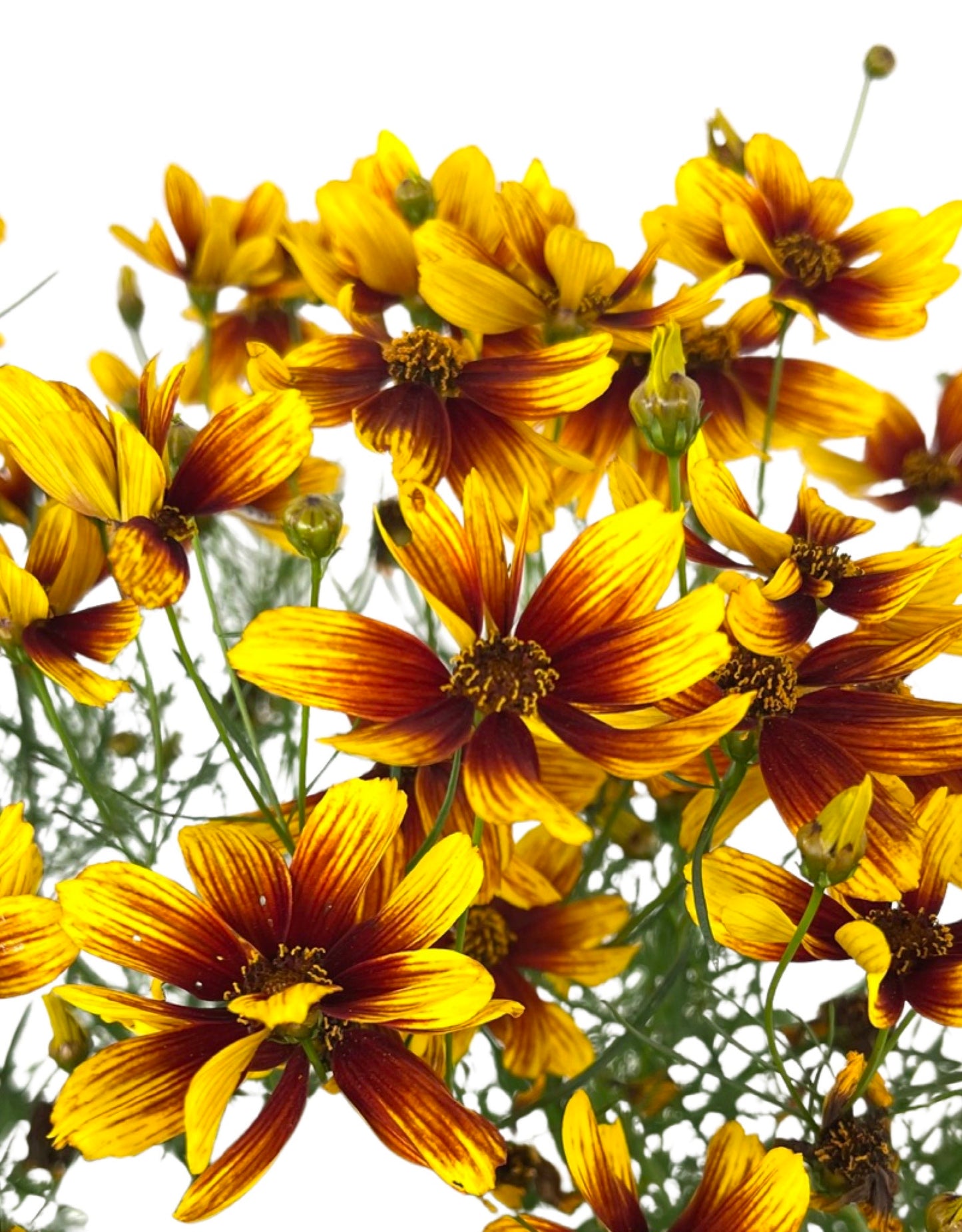 Coreopsis 'Lightning Bug' 1 Gallon - The Garden Corner