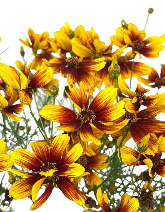 Coreopsis 'Lightning Bug' 1 Gallon - The Garden Corner