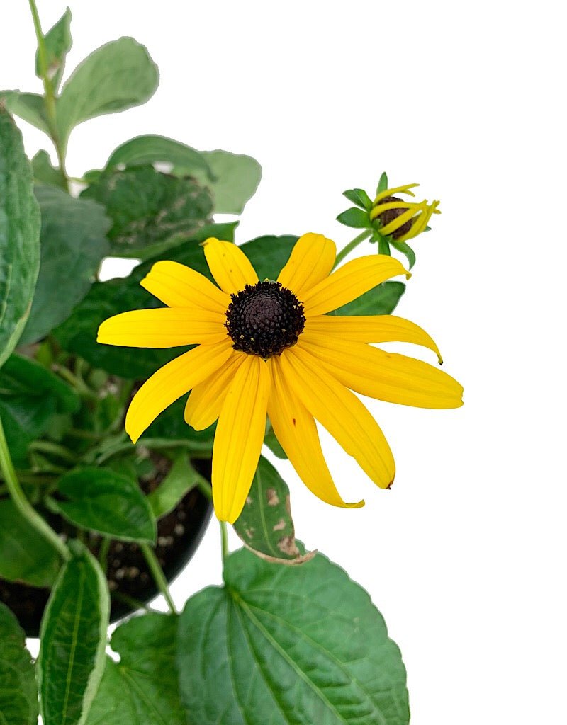 Rudbeckia fulgida var. sullivantii 'Goldsturm' - The Garden Corner
