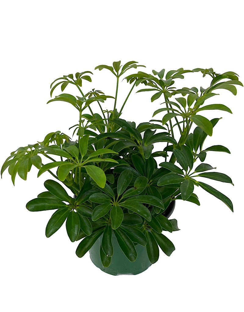 schefflera arboricola tall Schefflera arboricola 'Mini' – The Garden Corner